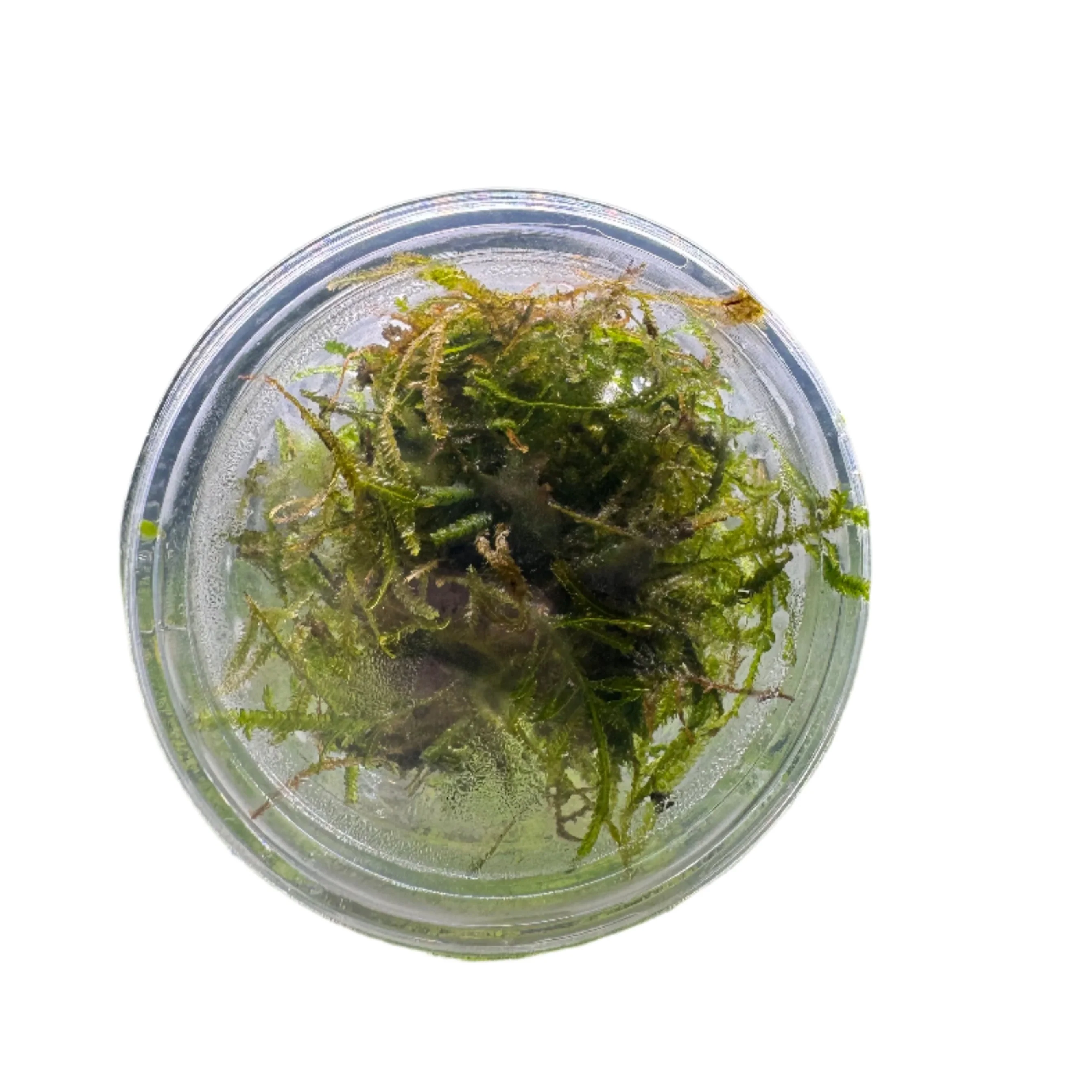 Best for Keeping Guppies